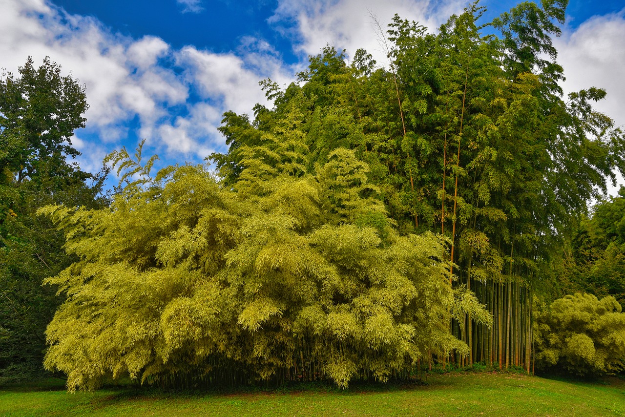 The Benefits of Bamboo in Sustainable Living